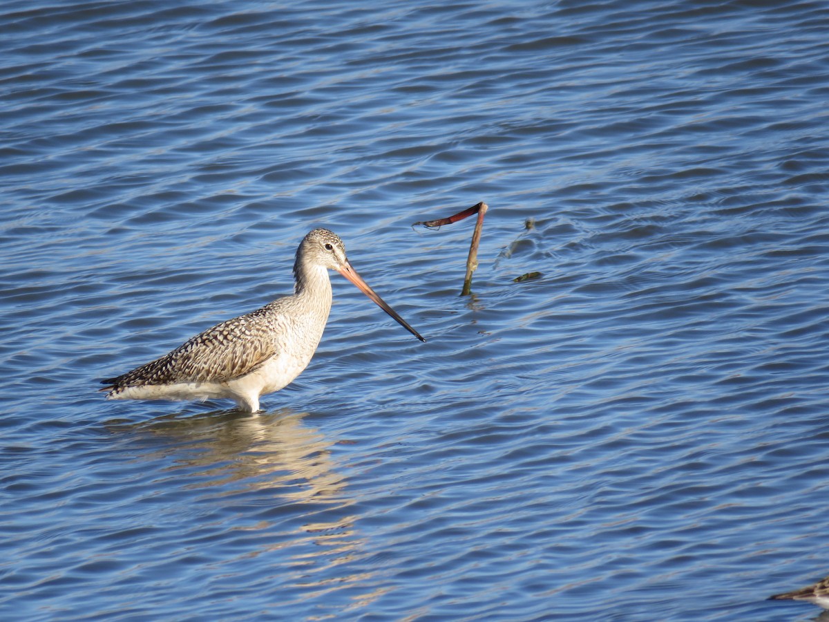 Marbled Godwit - ML612985664