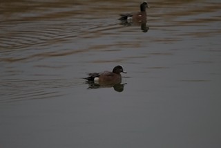 American Wigeon - Patrick Oakes