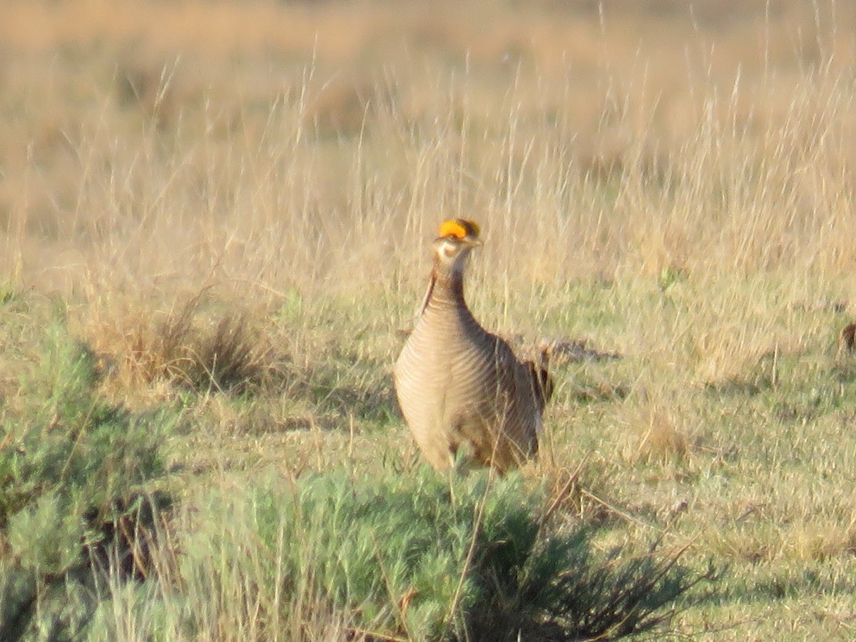 Lesser Prairie-Chicken - ML612985793