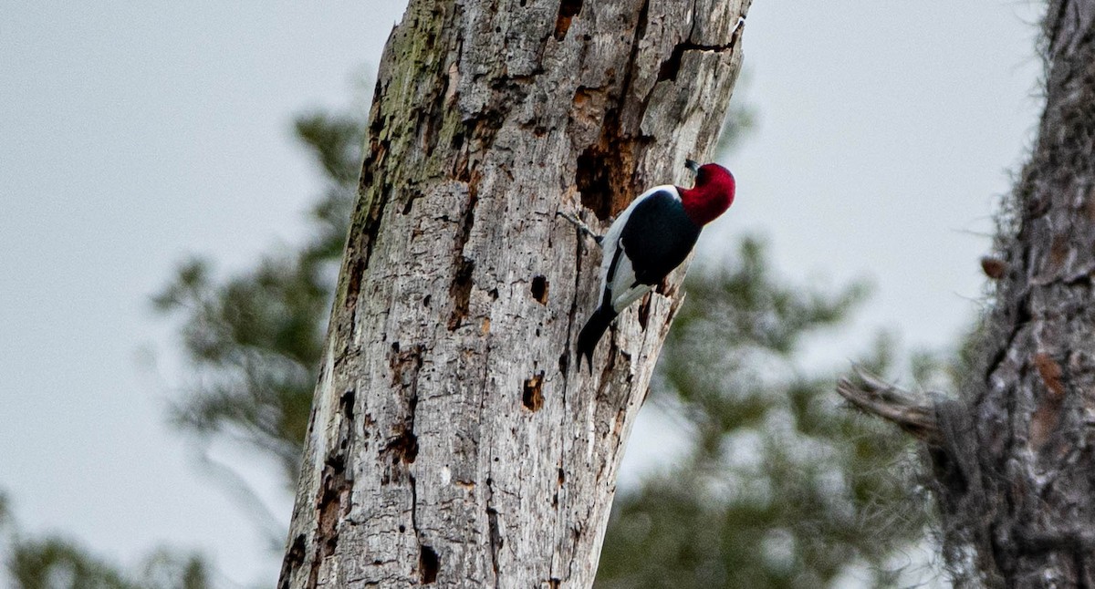 Red-headed Woodpecker - ML612985838