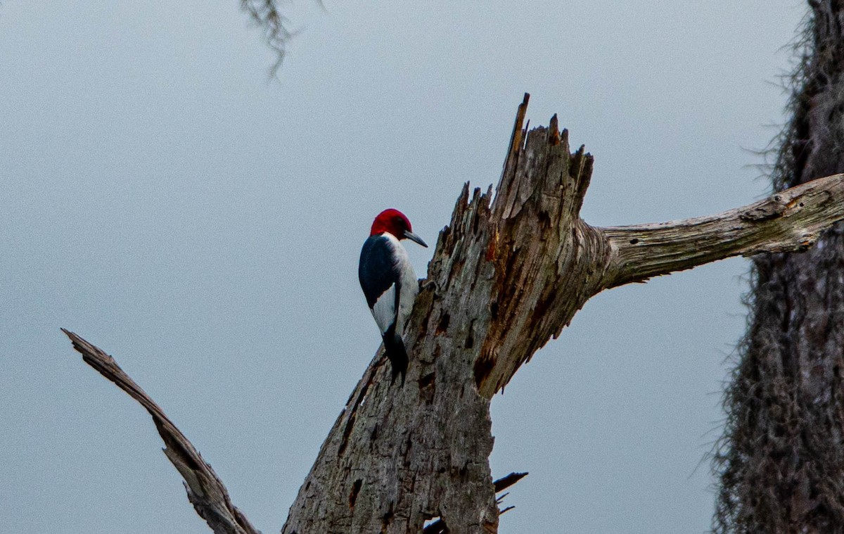 Red-headed Woodpecker - ML612985840