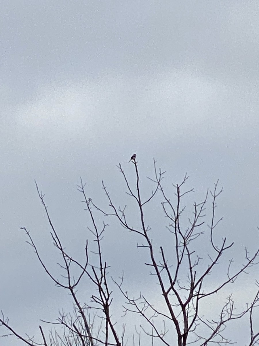 Northern Shrike - Lois Frisbee