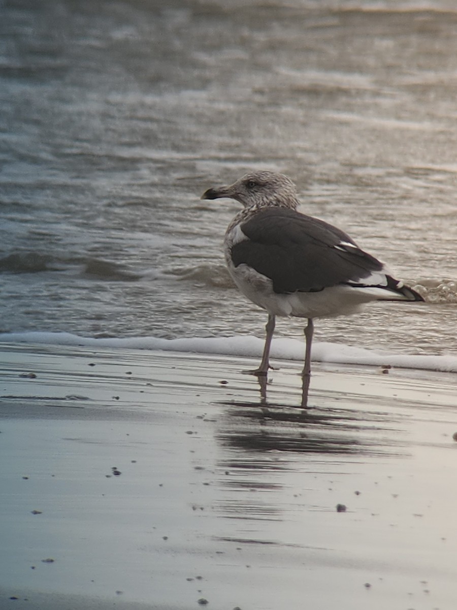 Lesser Black-backed Gull - Kyle O'Haver