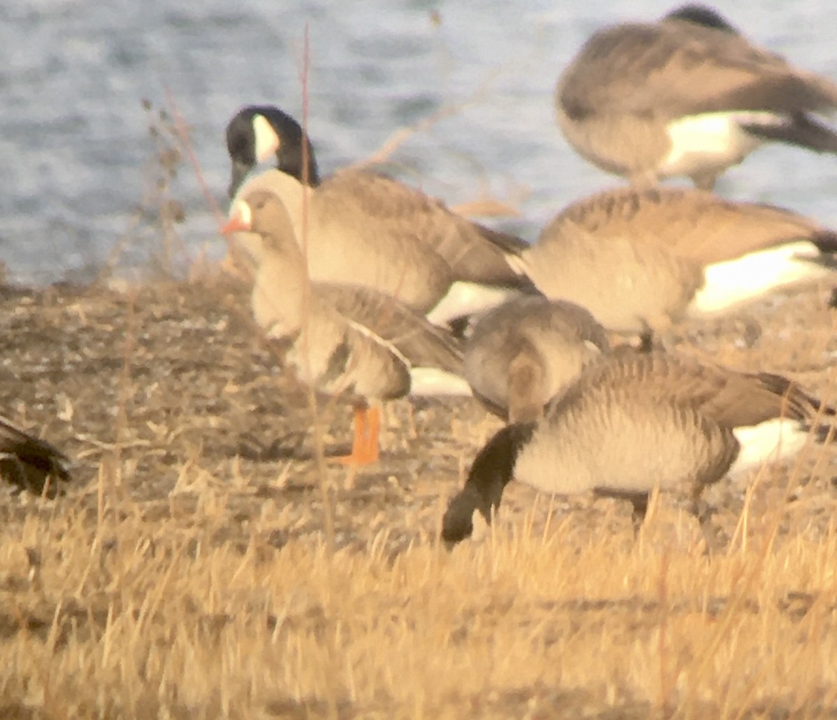 Greater White-fronted Goose - Lance Vrieze