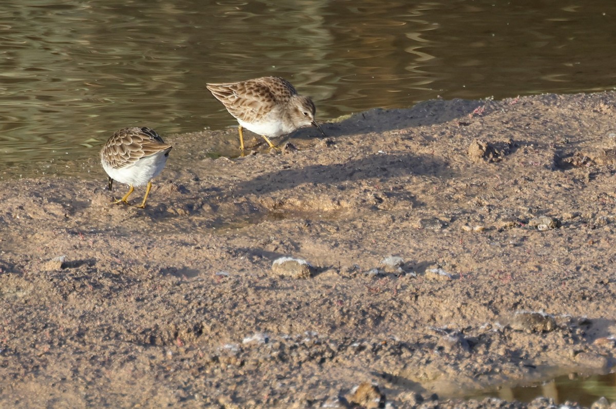 Least Sandpiper - ML612985936