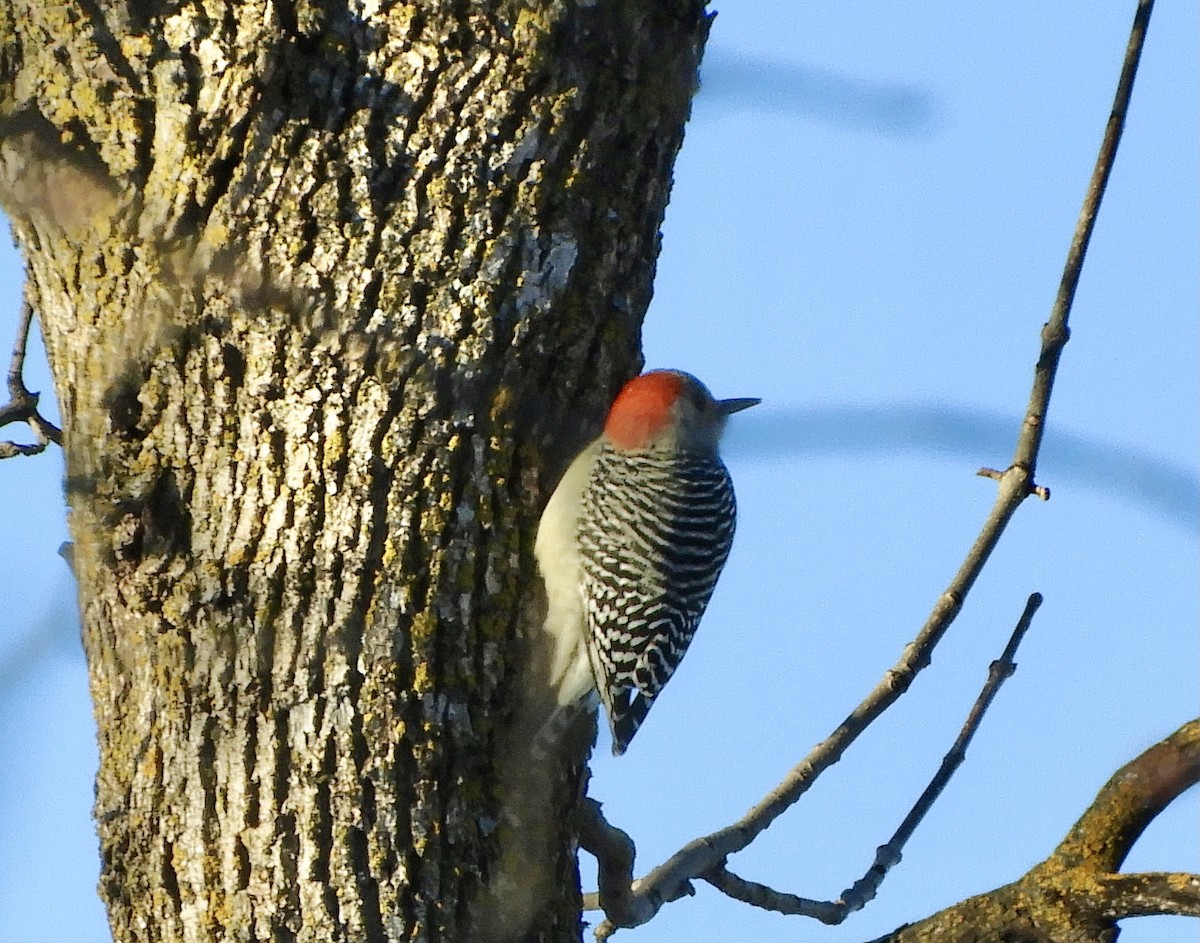 Red-bellied Woodpecker - Betsy Thorsteinson