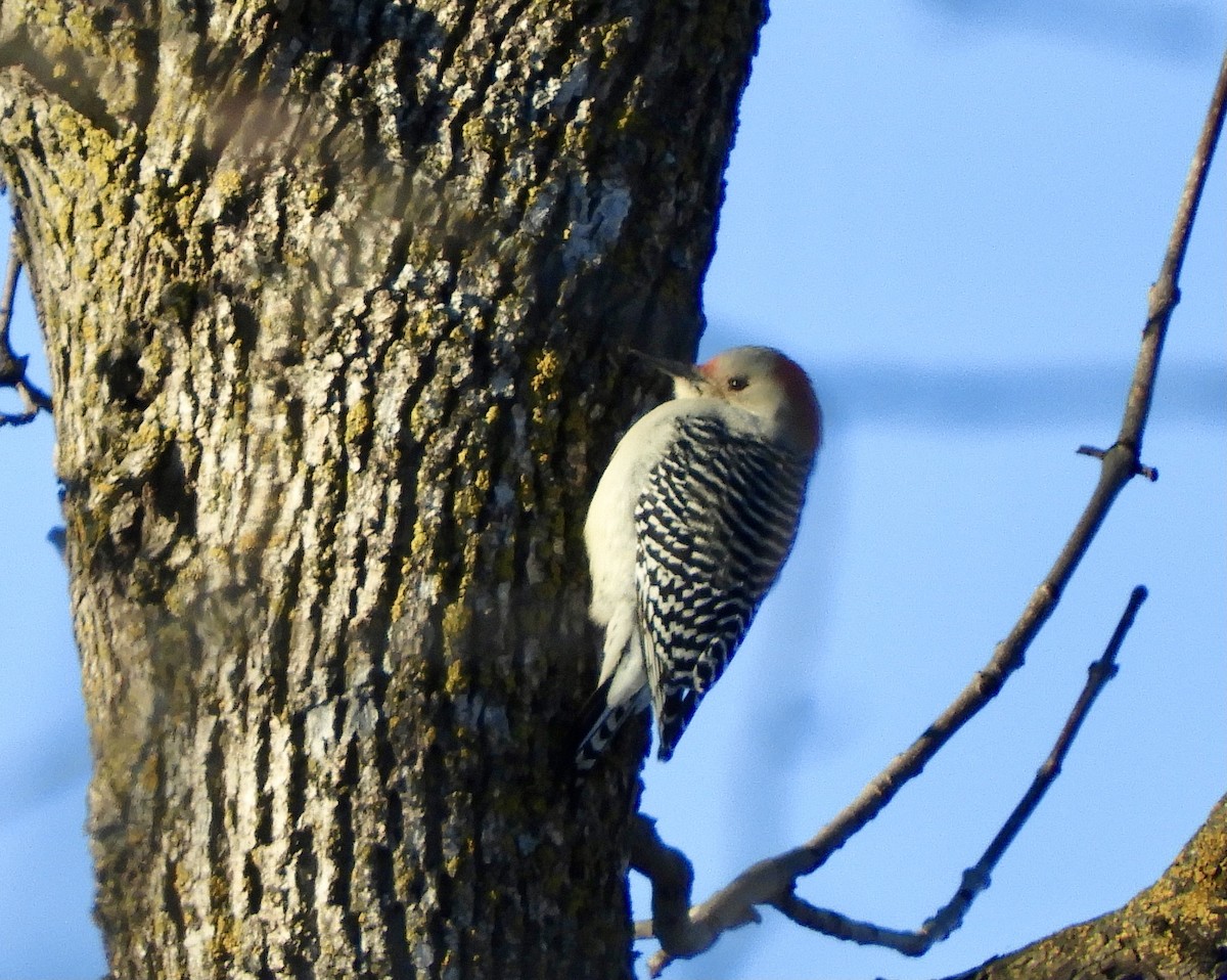 Red-bellied Woodpecker - Betsy Thorsteinson