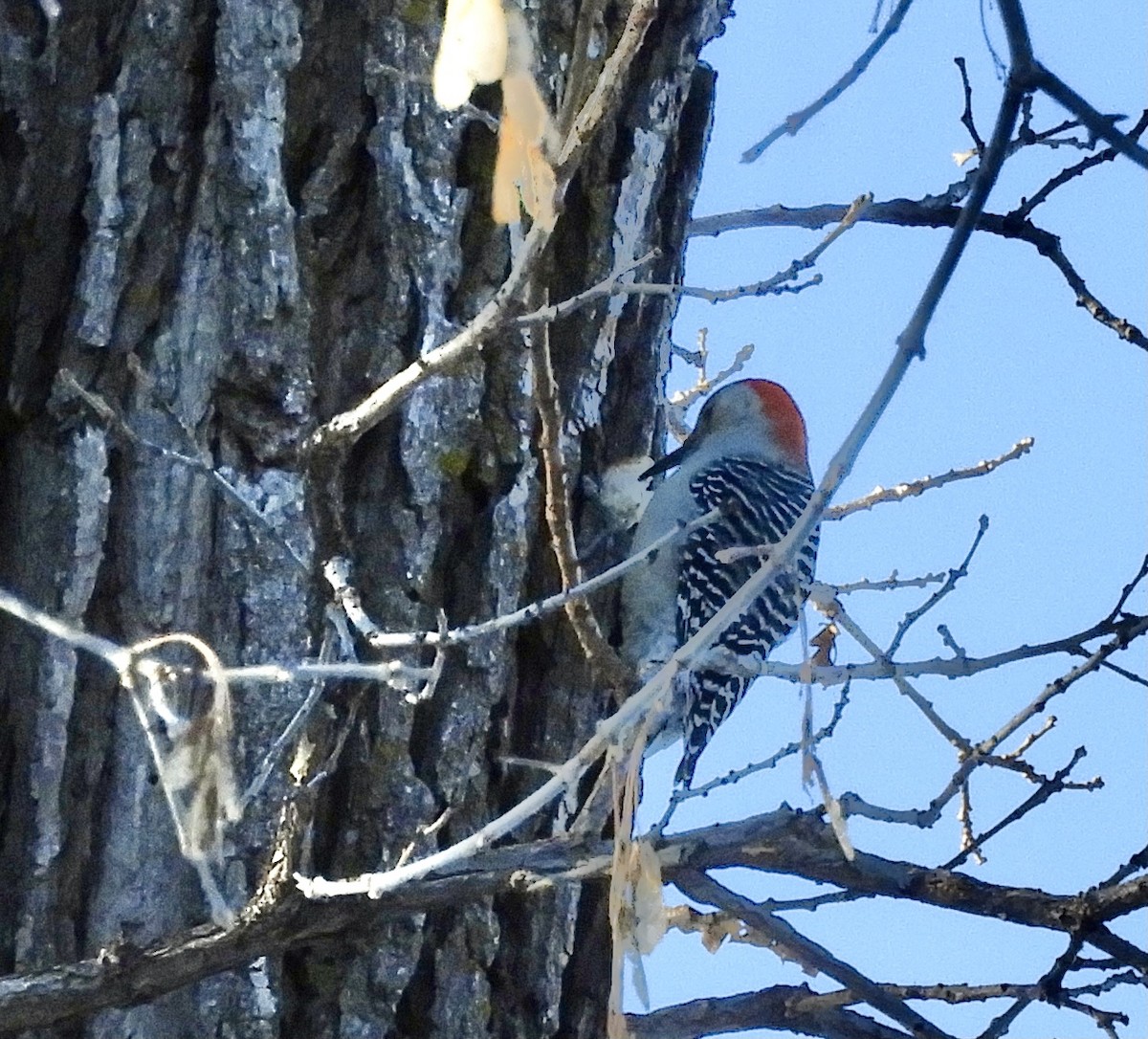 Red-bellied Woodpecker - Betsy Thorsteinson