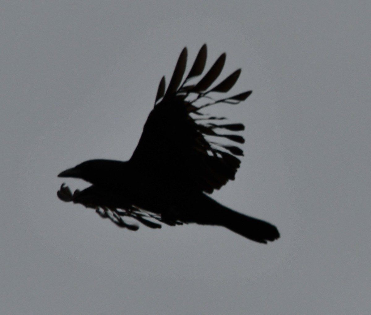 American Crow - ML612986009