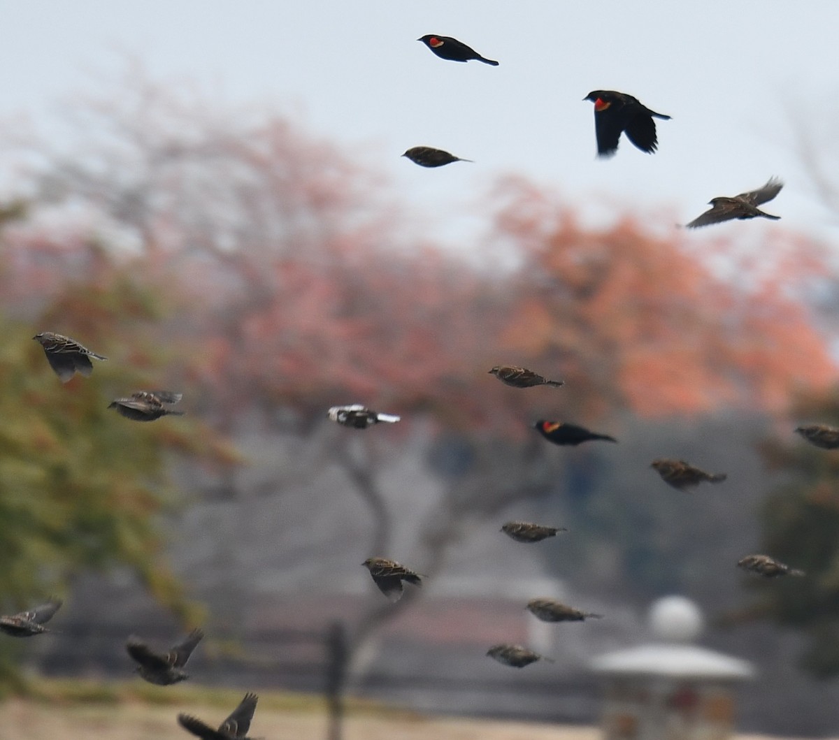 Red-winged Blackbird - ML612986019