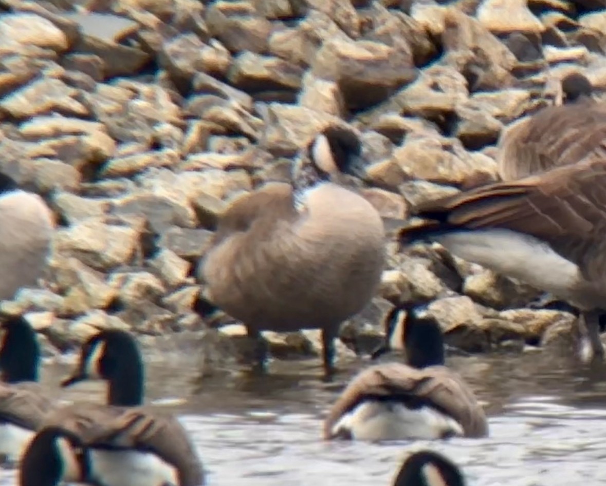 Канад галуу - ML612986028