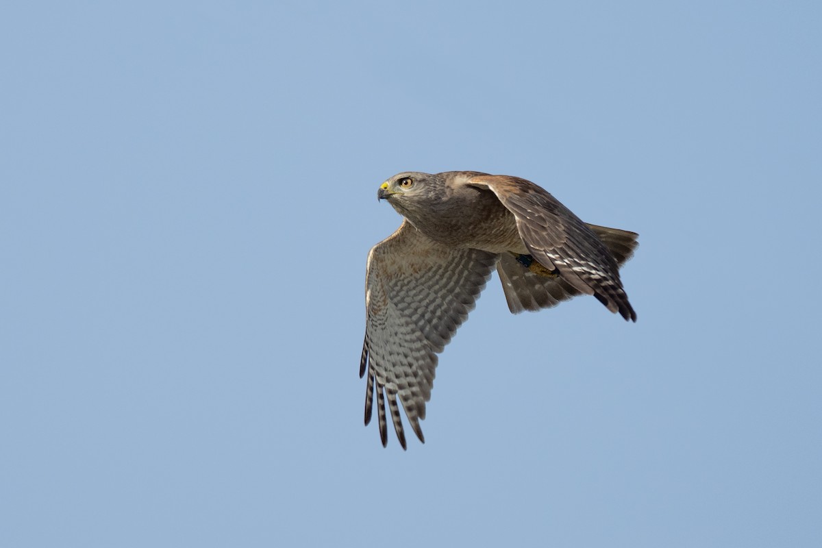 Ridgway's Hawk - Doug Whitman