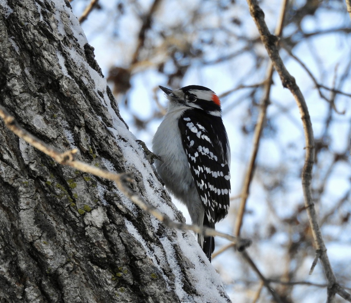 Downy Woodpecker - Betsy Thorsteinson