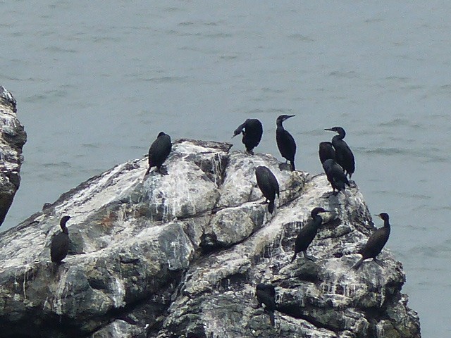 Brandt's Cormorant - ML61298611