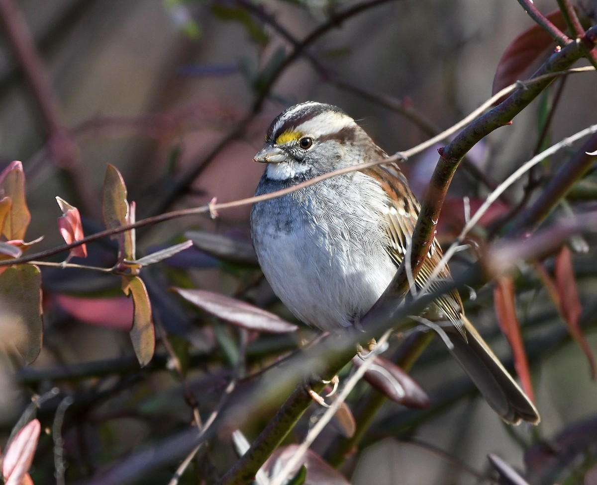 White-throated Sparrow - ML612986153