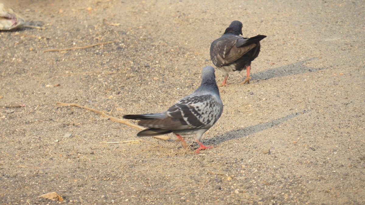 Rock Pigeon (Feral Pigeon) - ML612986189