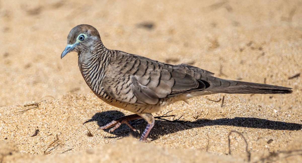 Zebra Dove - ML612986322