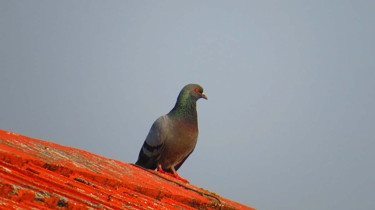 Rock Pigeon (Feral Pigeon) - ML612986331