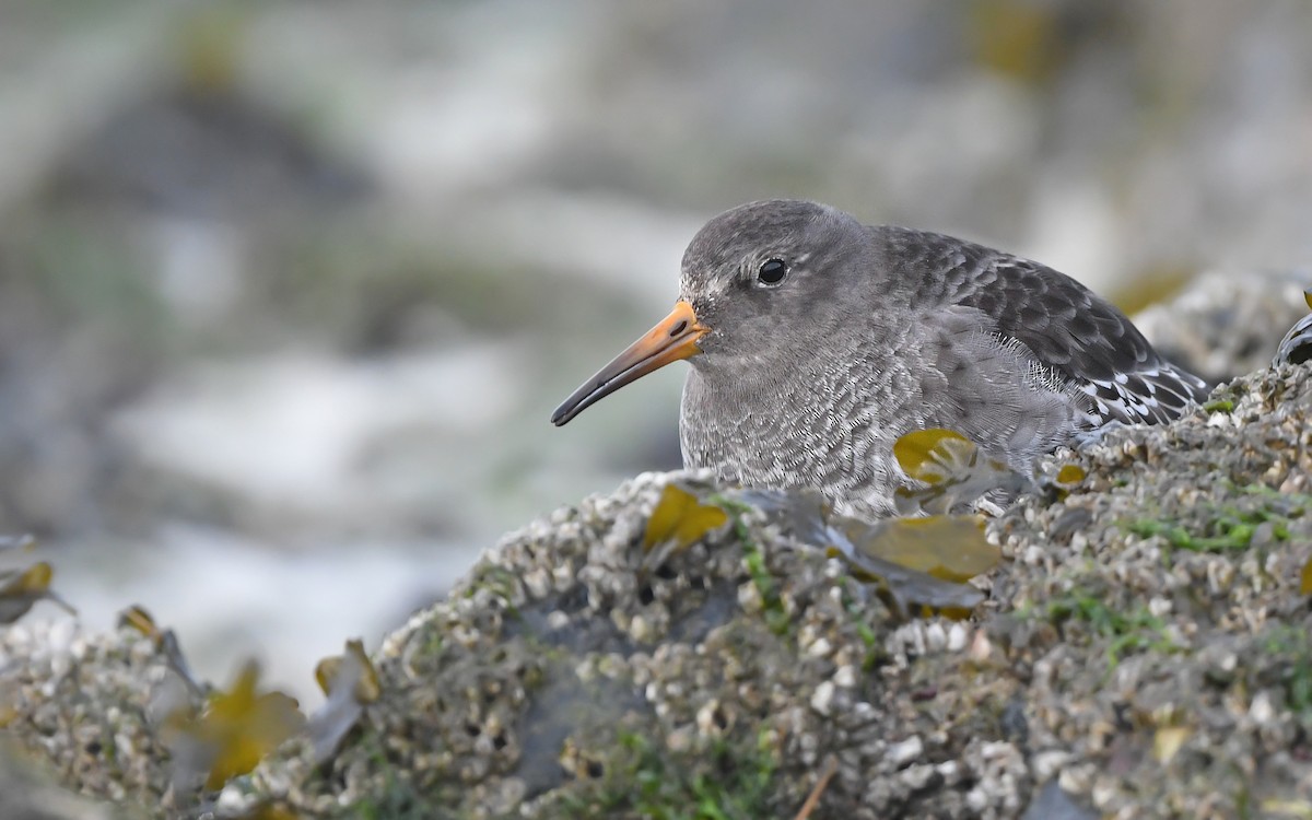 Purple Sandpiper - ML612986335