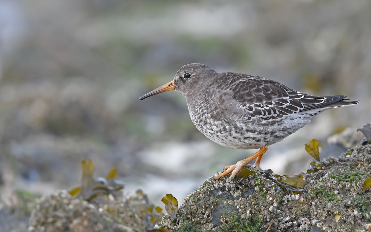 Purple Sandpiper - ML612986341