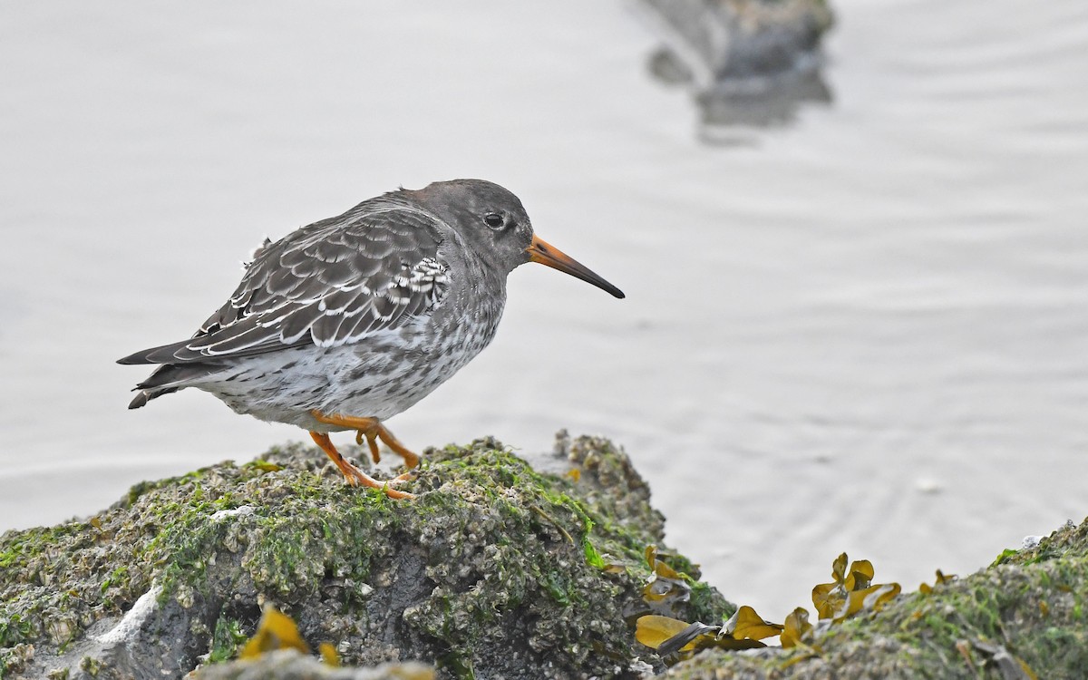 Purple Sandpiper - ML612986342