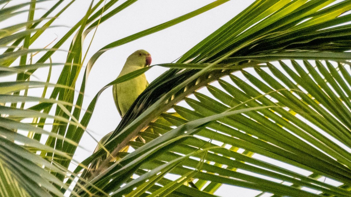 Rose-ringed Parakeet - ML612986358