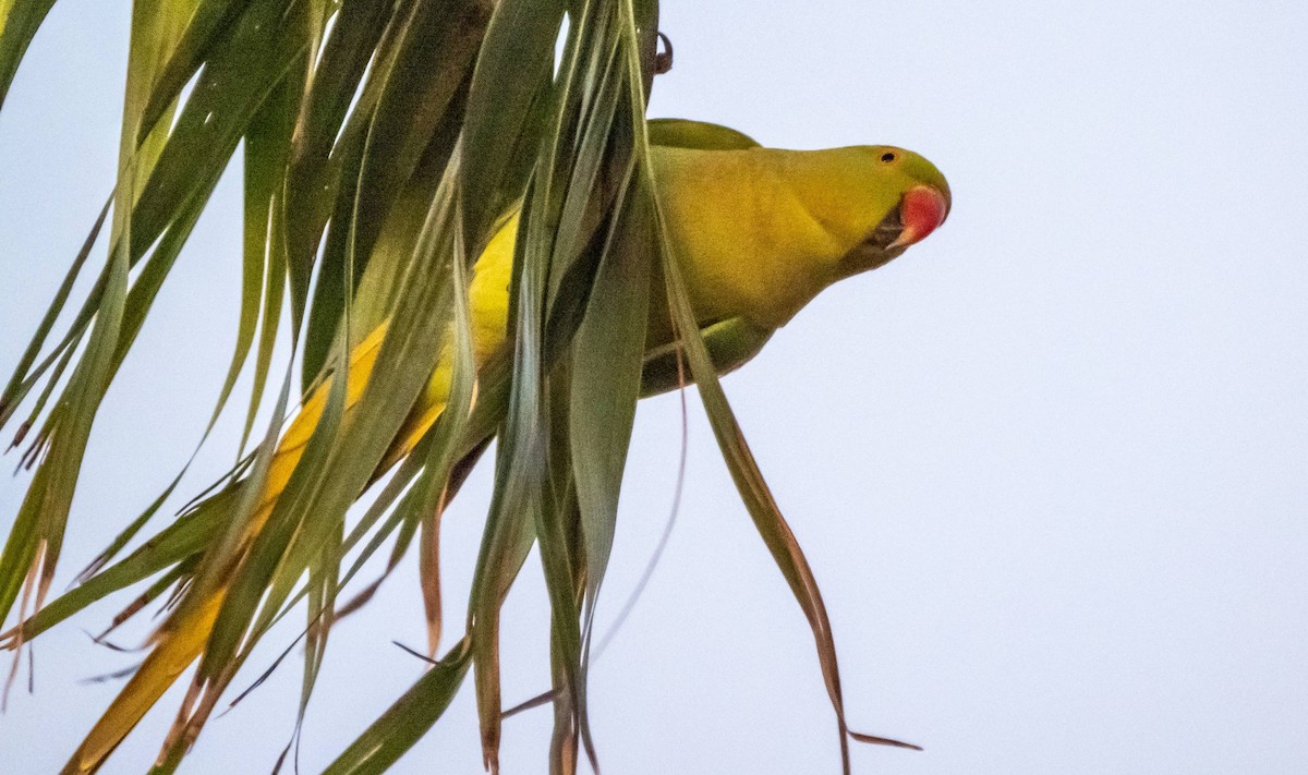 Rose-ringed Parakeet - ML612986360