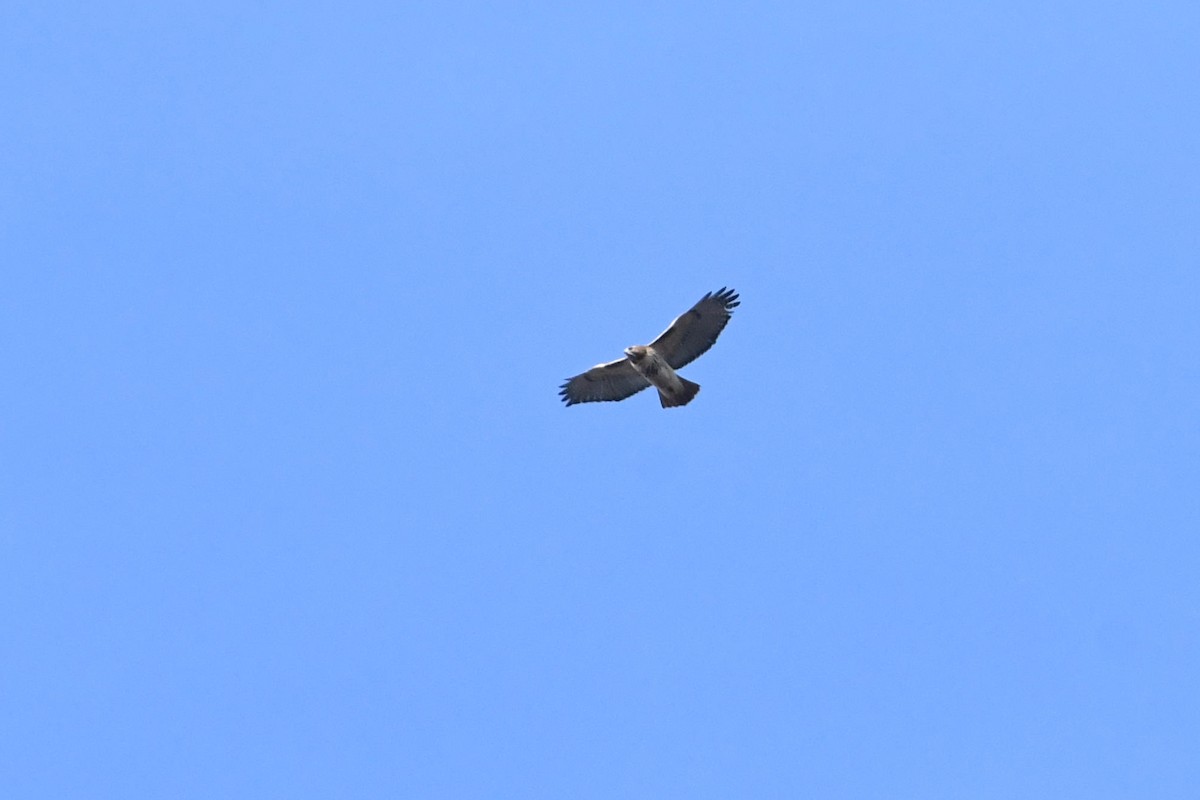 Red-tailed Hawk - Barry Blust