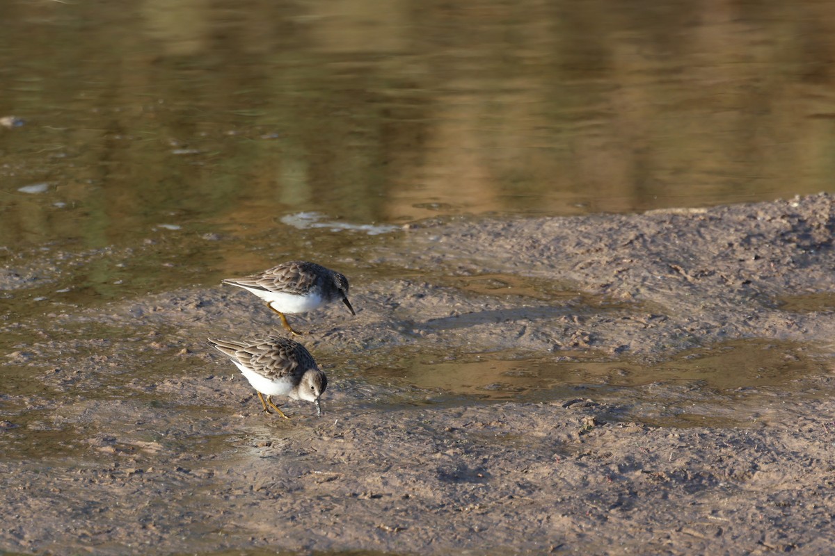 Least Sandpiper - ML612986459