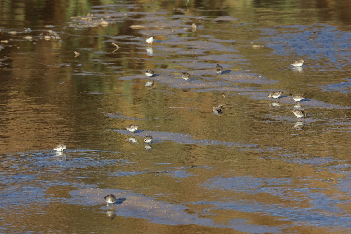 Least Sandpiper - ML612986460