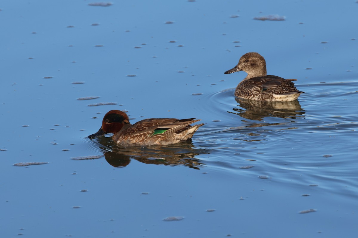 Green-winged Teal - ML612986463