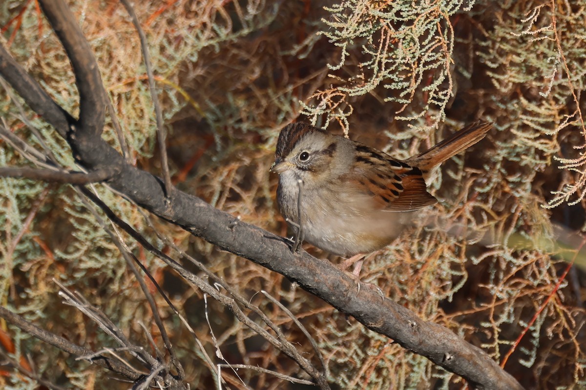 Swamp Sparrow - ML612986471