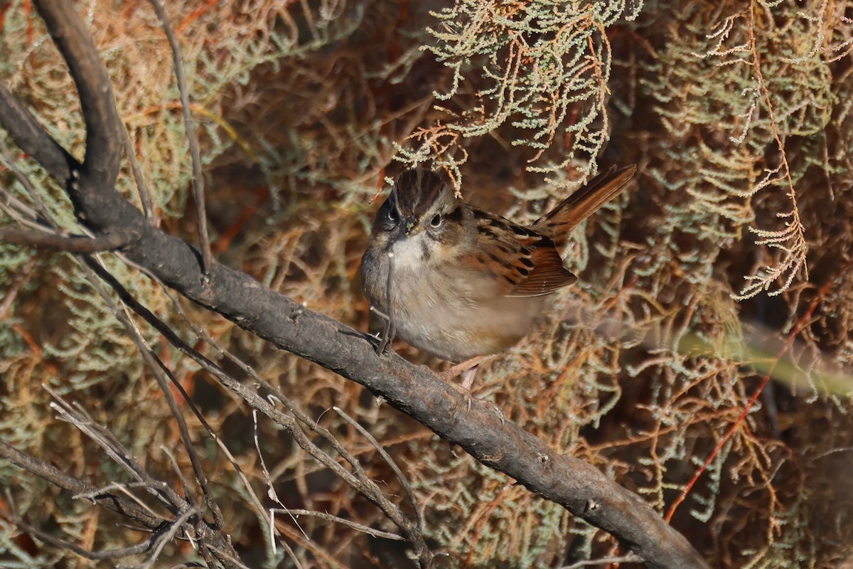 Swamp Sparrow - ML612986472