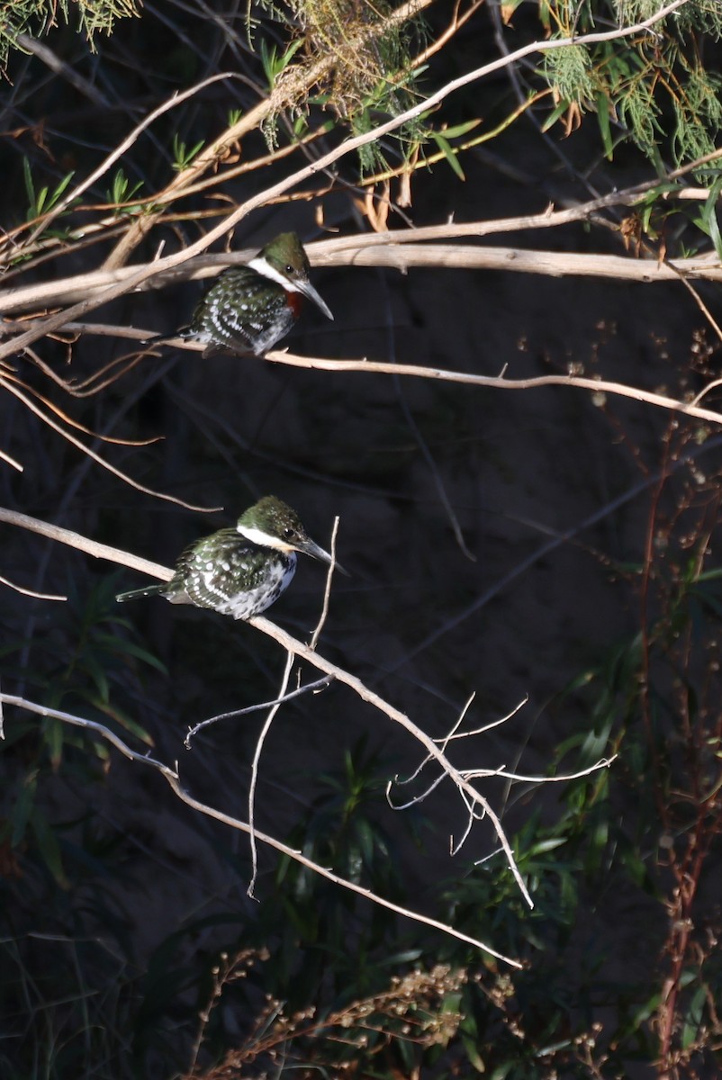 Green Kingfisher - ML612986486