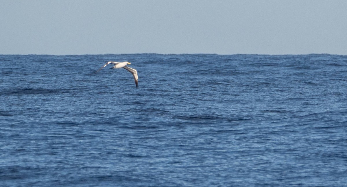 Masked Booby - ML612986556