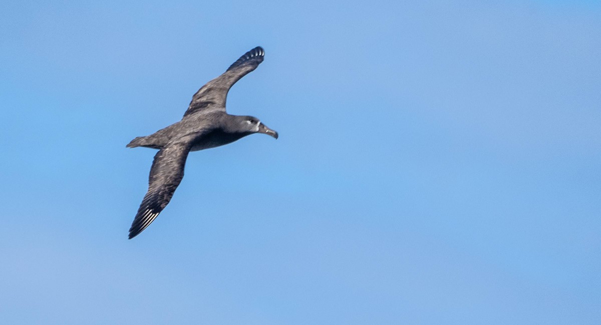 Black-footed Albatross - Matt M.