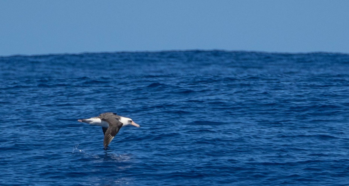 Laysan Albatross - Matt M.