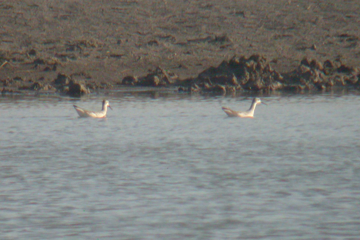 Wilson's Phalarope - ML612986611