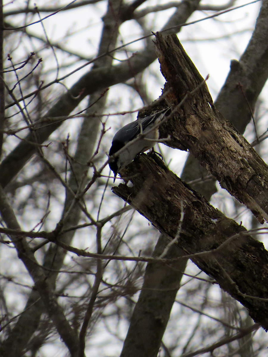 White-breasted Nuthatch - ML612986682