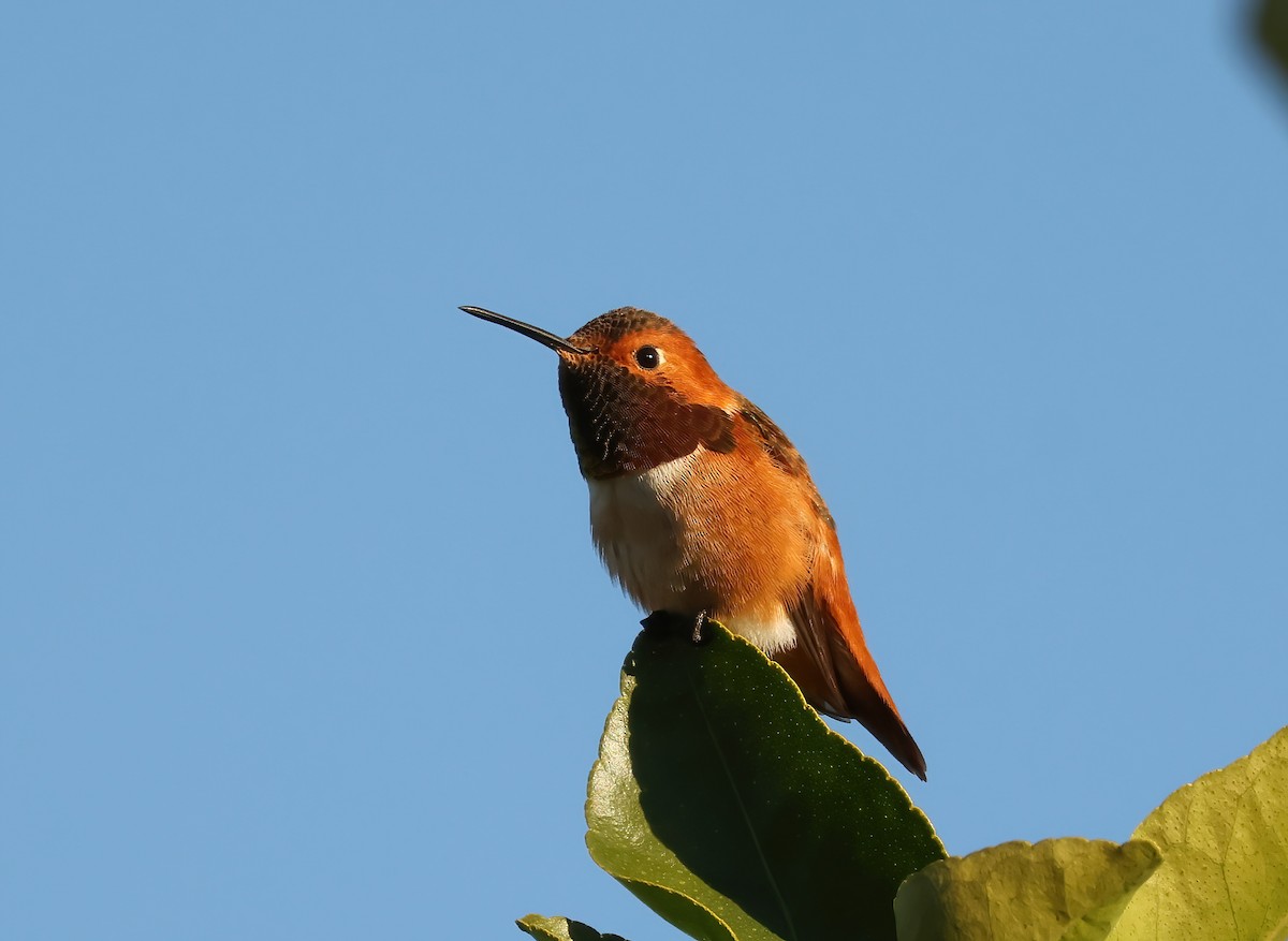 Allen's Hummingbird - Tom Benson