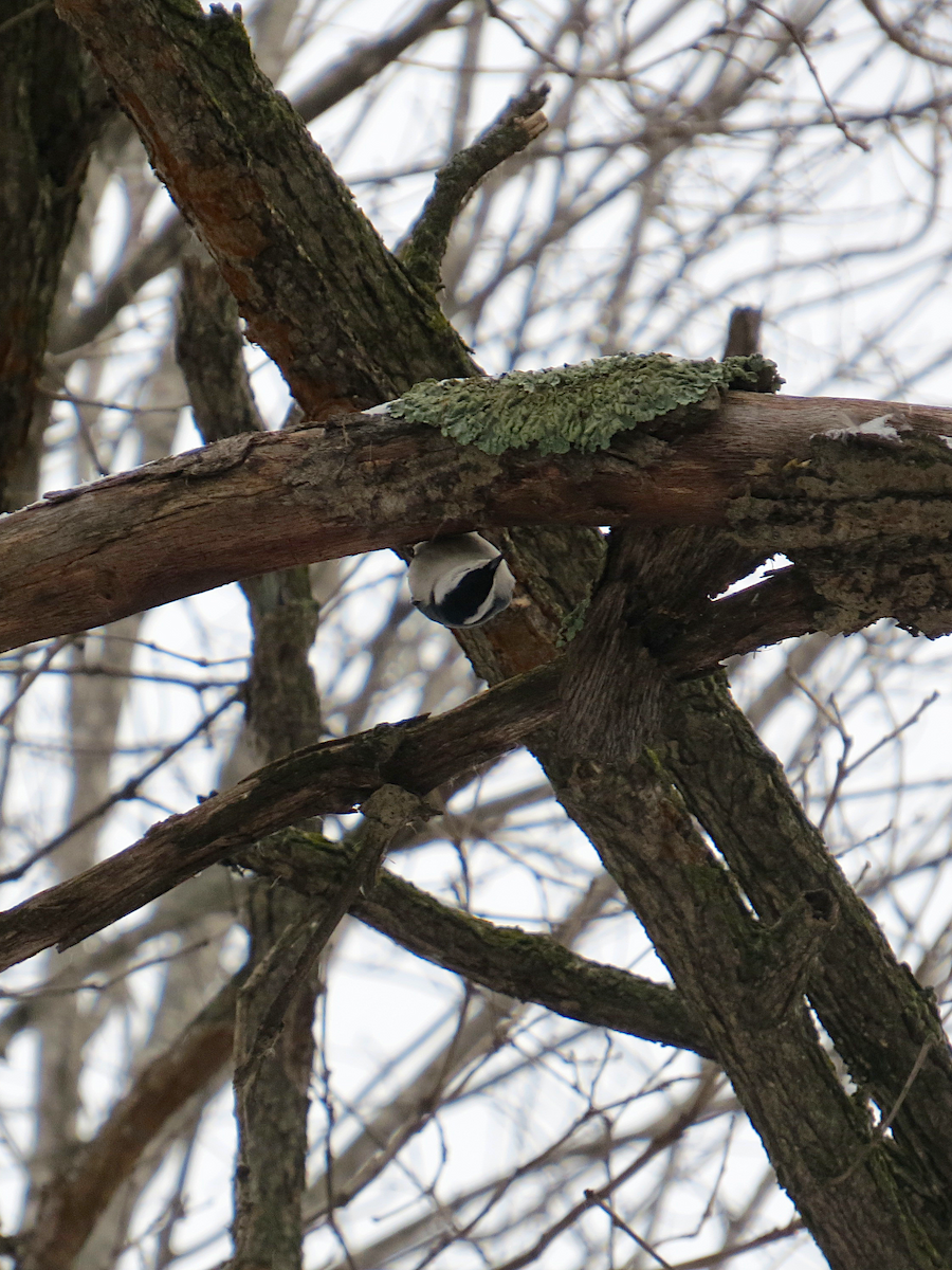 White-breasted Nuthatch - ML612986688