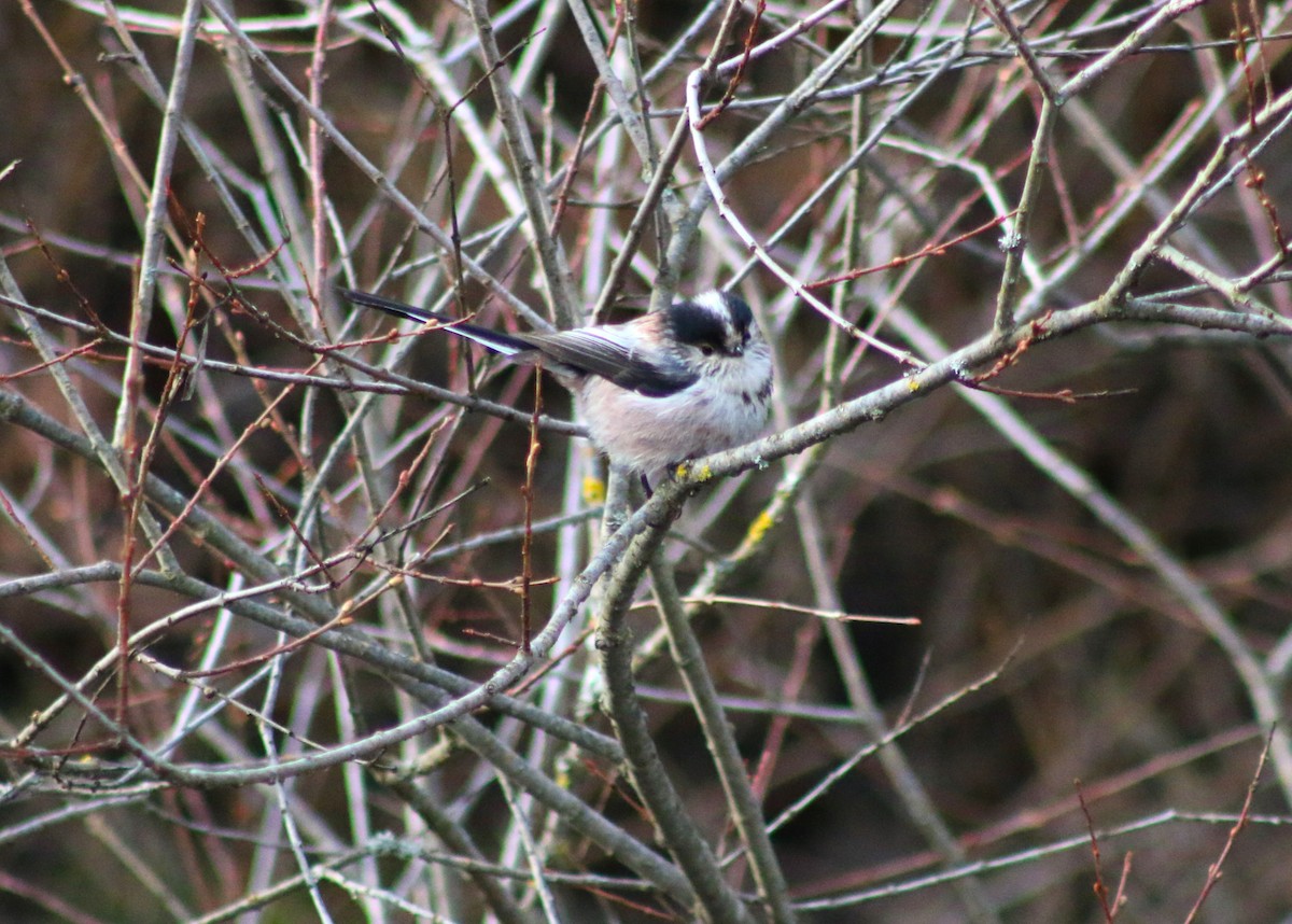 Long-tailed Tit - ML612986697