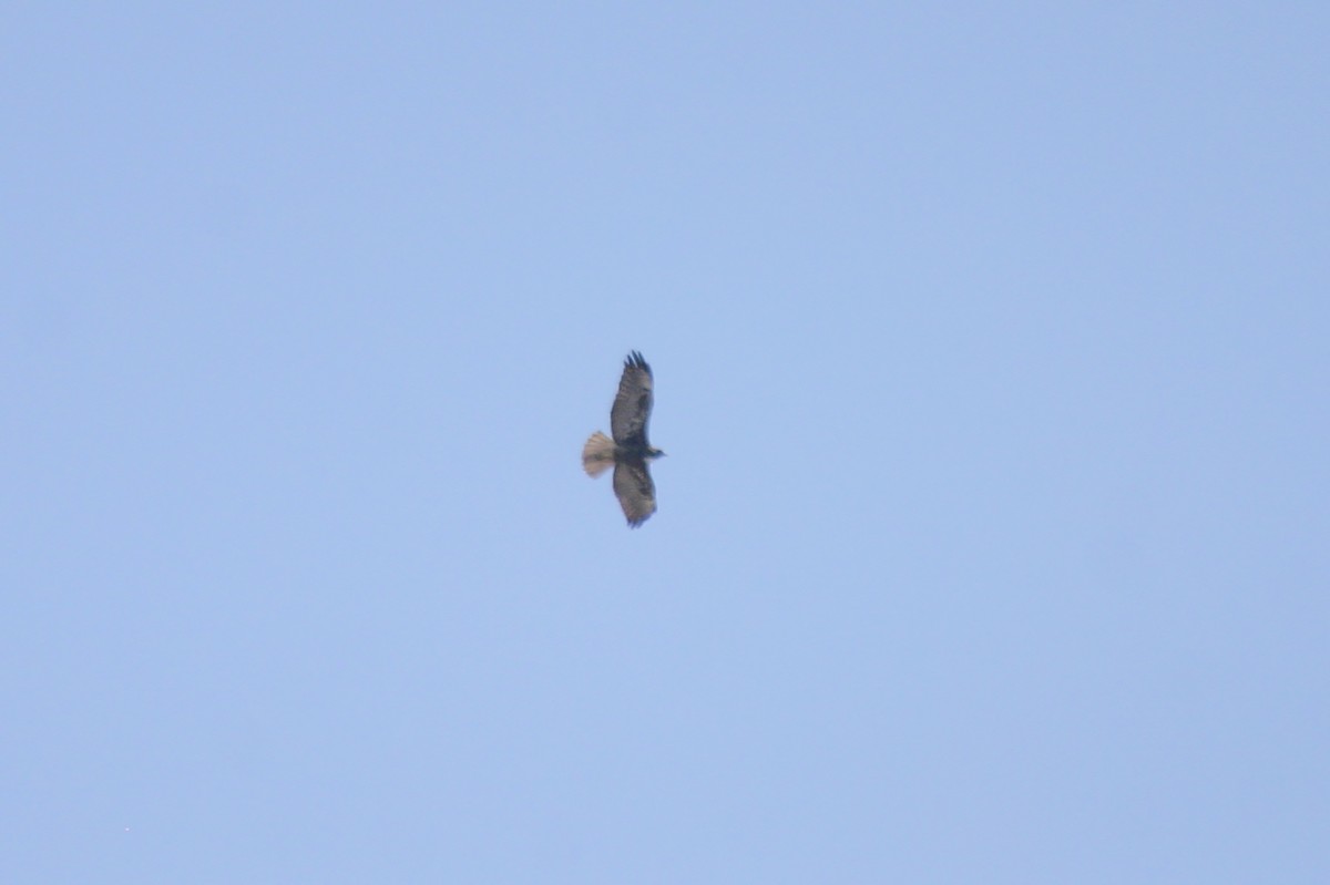 Red-tailed Hawk - Miguel Rouco