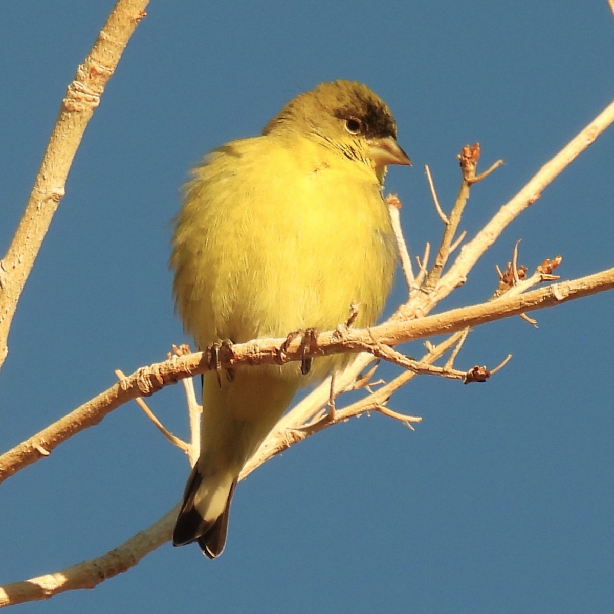 Lesser Goldfinch - ML612986784