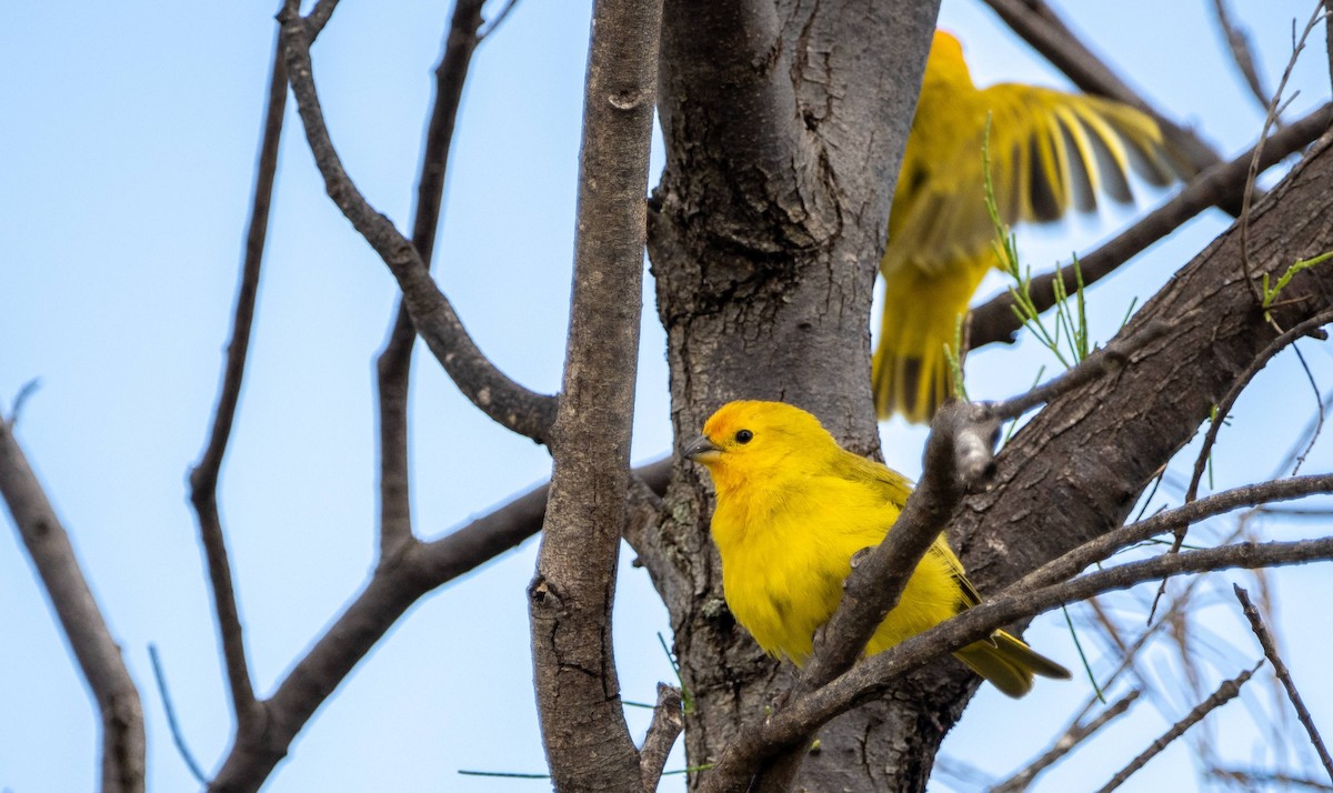 Saffron Finch - ML612986860