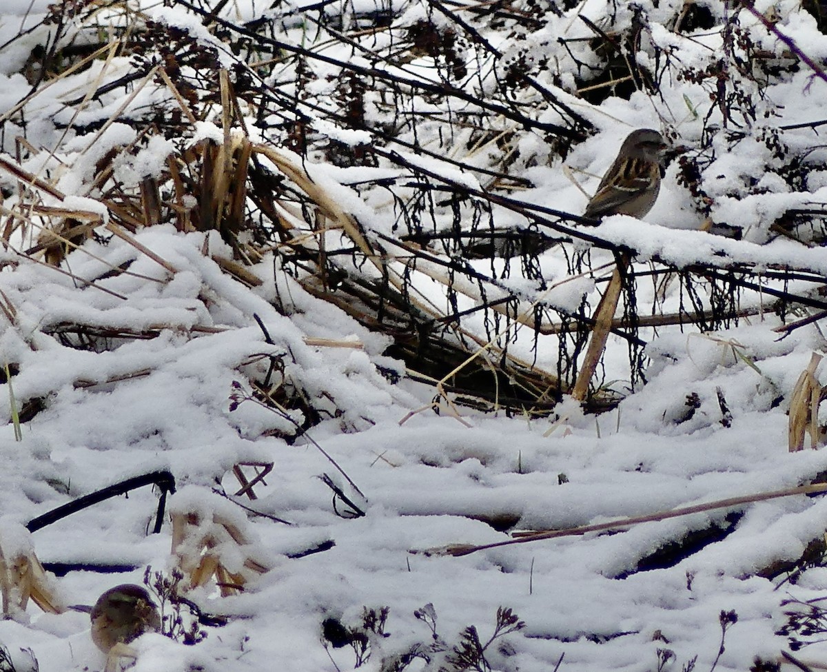 American Tree Sparrow - ML612986901