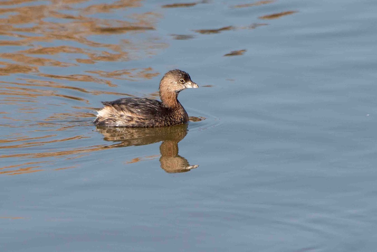 Pied-billed Grebe - ML612986990