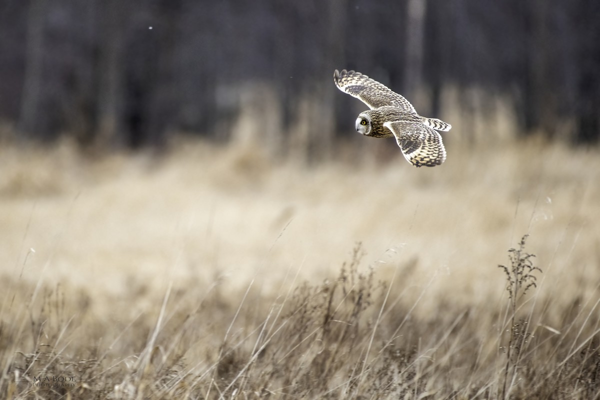 Short-eared Owl - Matthew Bode