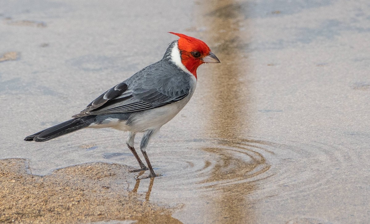 Red-crested Cardinal - ML612987017