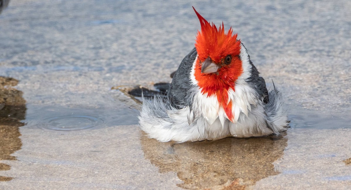 Red-crested Cardinal - ML612987018